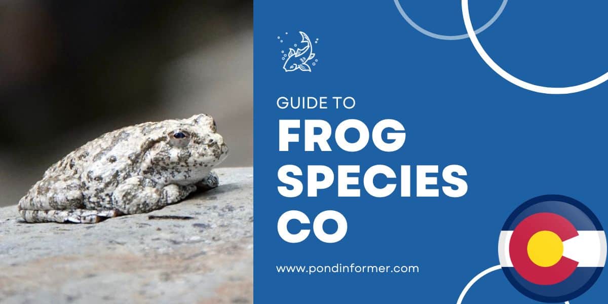 List of Frog Species in Colorado (ID + Pics) Pond Informer