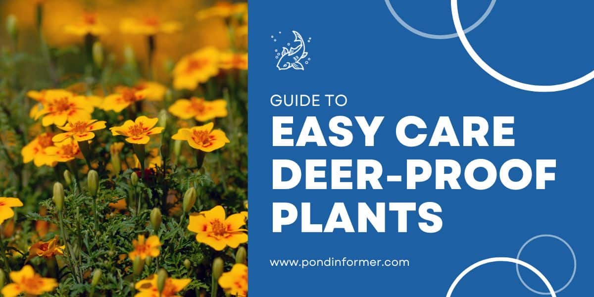 10 Low Maintenance Deer Resistant Plants (Easy Care Species) Pond