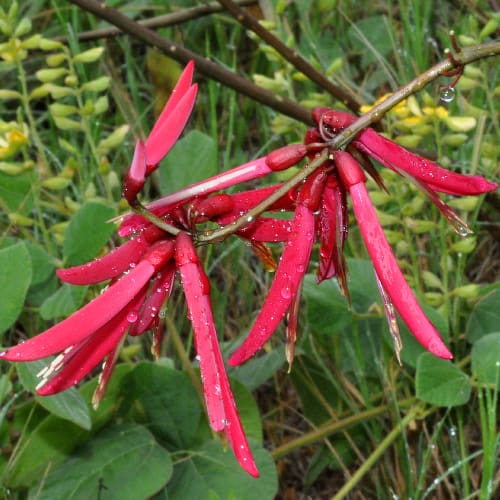 Coral bean flowers