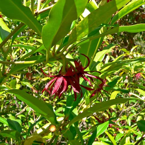 Florida anise flower