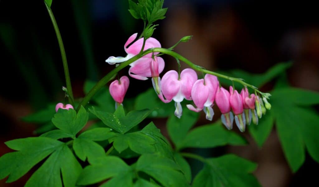 15 Best Flowers to Plant Around Trees (Top Species) Pond Informer