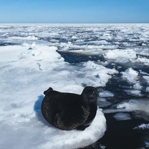 Ladoga seal