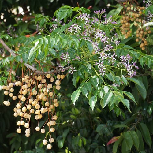 Chinaberry foliage