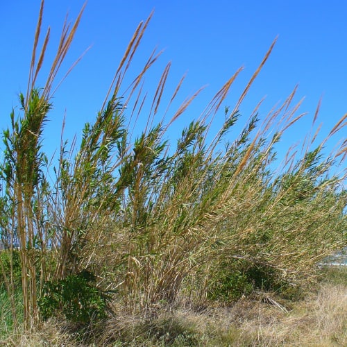Giant reeds