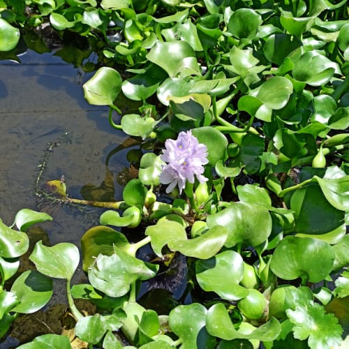 Water hyacinth flower