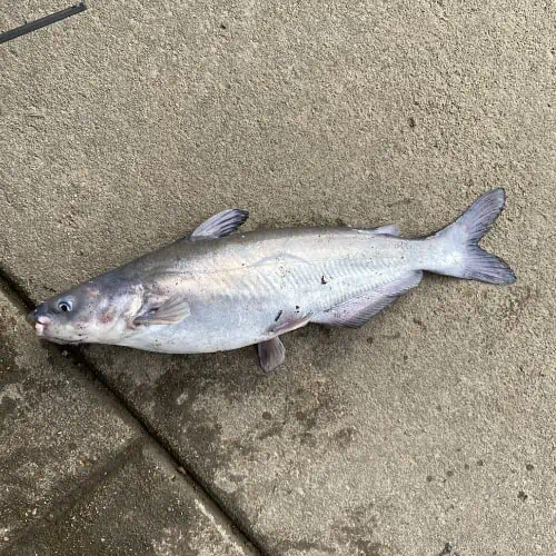 Blue catfish