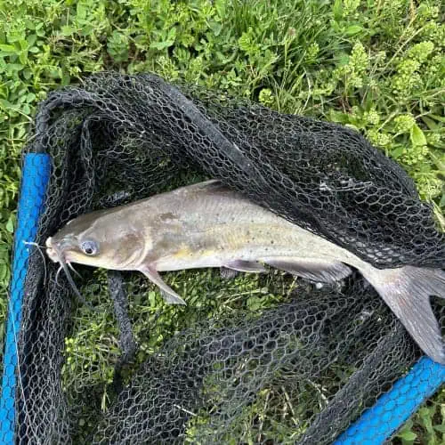 Channel catfish in net