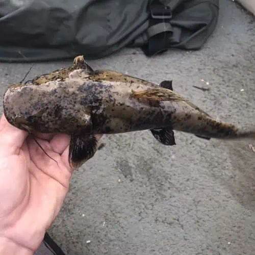 Flathead catfish