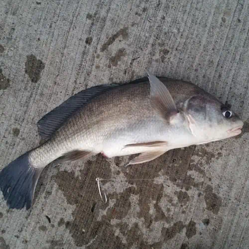 Freshwater drum