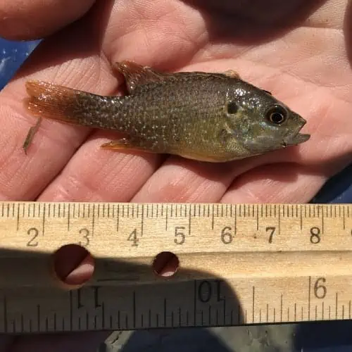 Green sunfish