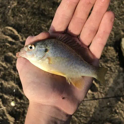 Caught redear sunfish