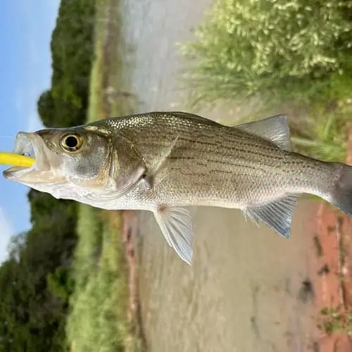 Caught white bass