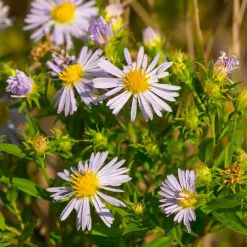 Smooth aster flowers