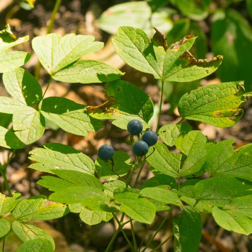 Blue cohosh with berries