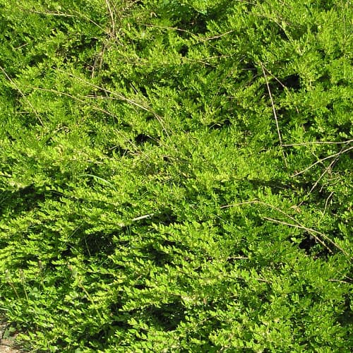 Box-leaved honeysuckle
