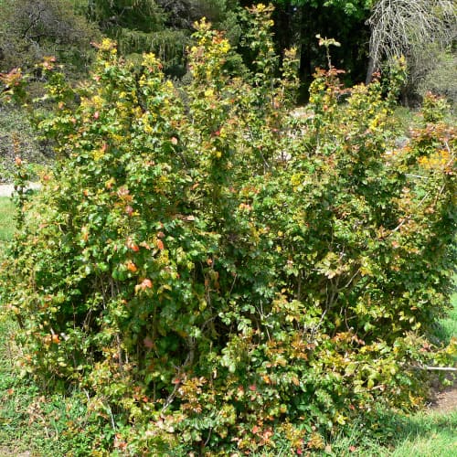 California barberry