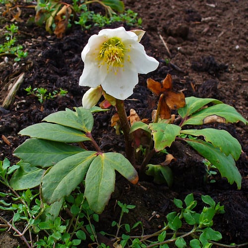 Christmas rose