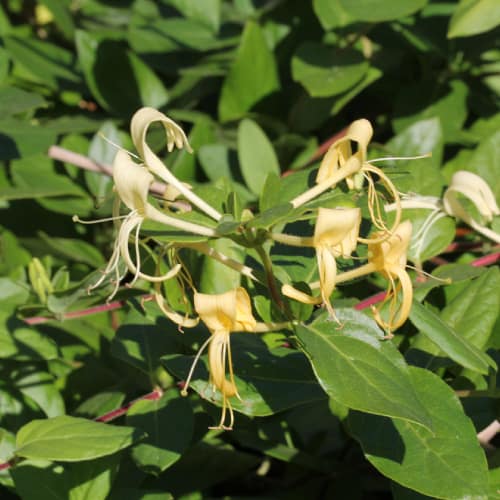 Common honeysuckle in bloom