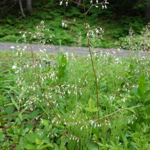 Crevice alumroot inflorescence