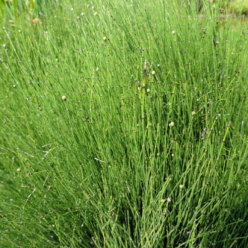 Dwarf scouring rush