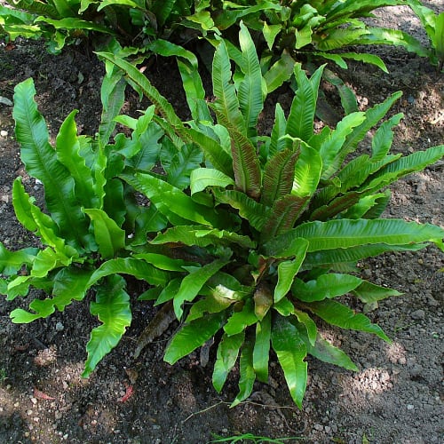 Hart's tongue fern