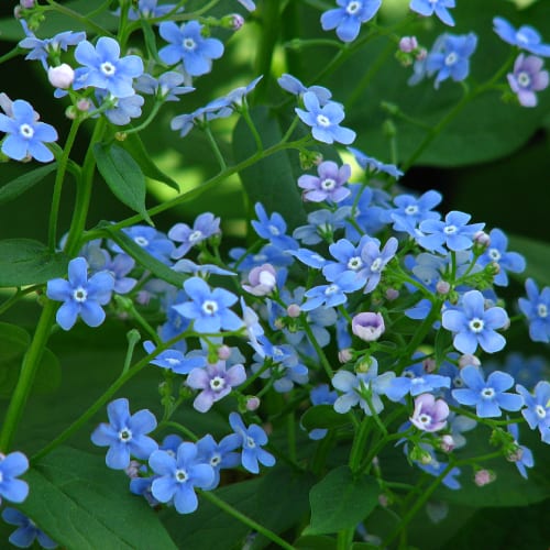 Siberian bugloss flowers