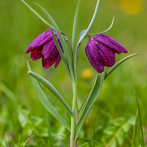 Snake's head fritillary flowers
