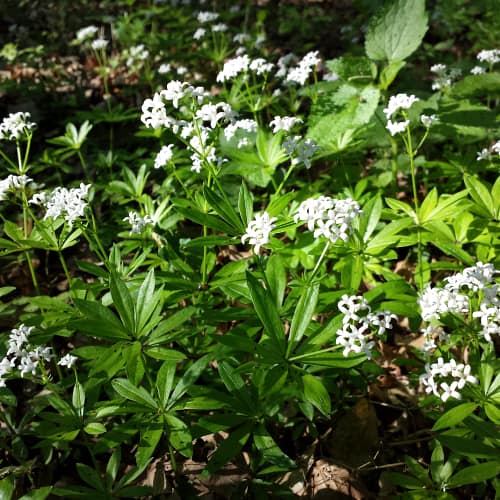 Sweet woodruff in bloom