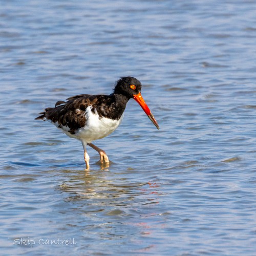 American oystercatcher wading