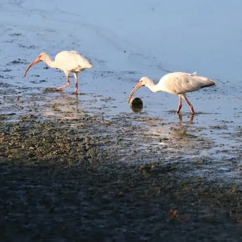 American white ibises looking for food