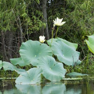 Wisconsin Waterleaf 28 Wetland Plants in Wisconsin (Updated) - Pond Informer