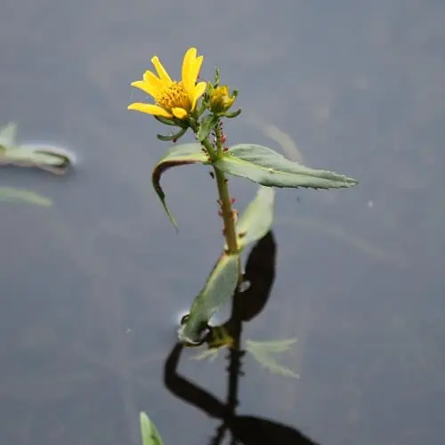 Beck's water marigold flower