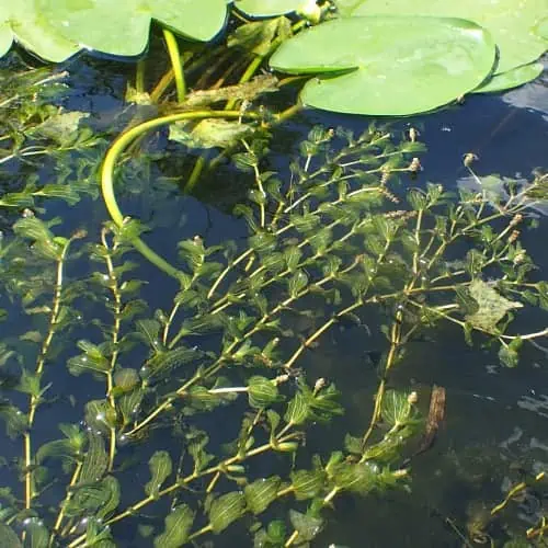 Clasping-leaf pondweed in water