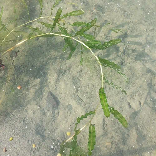 Curly pondweed in water