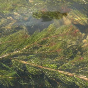 Wisconsin Waterleaf 28 Wetland Plants in Wisconsin (Updated) - Pond Informer