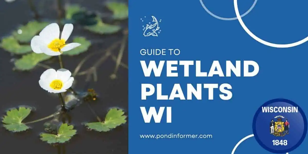 28 Wetland Plants in Wisconsin (Updated) Pond Informer