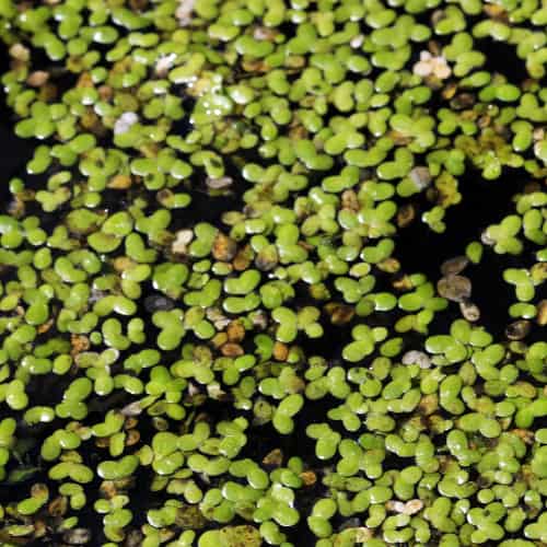 Lesser duckweed on water surface