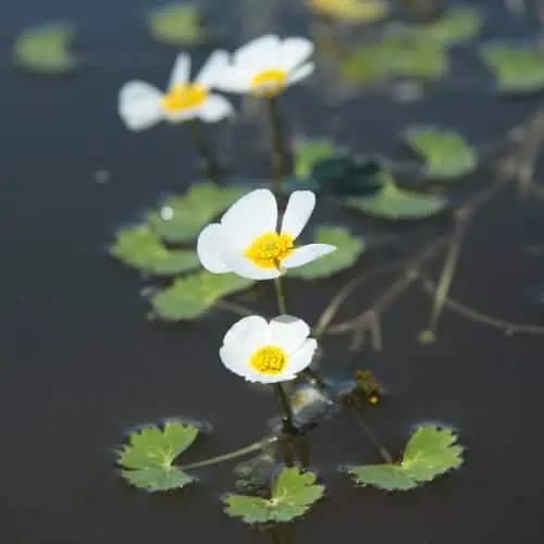 White water crowfoot in bloom