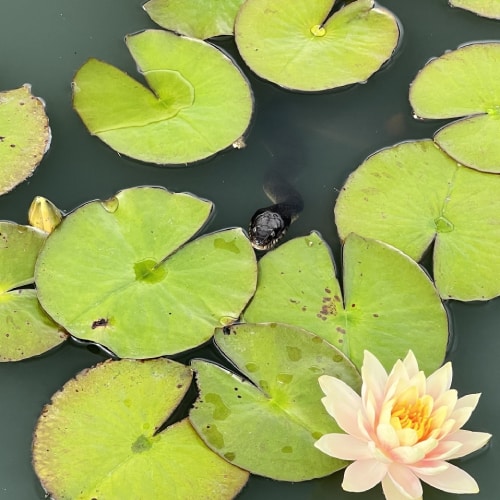 Northern water snake in water