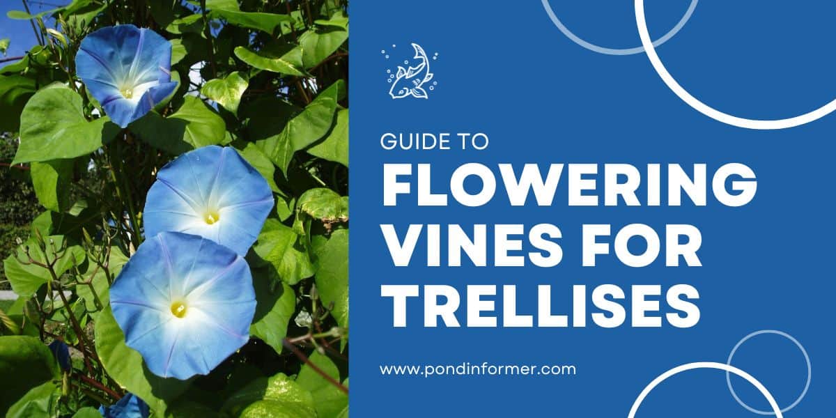 12 Best Flowering Vines for Trellises (Top Species) Pond Informer