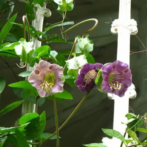 Cup-and-saucer vine in bloom