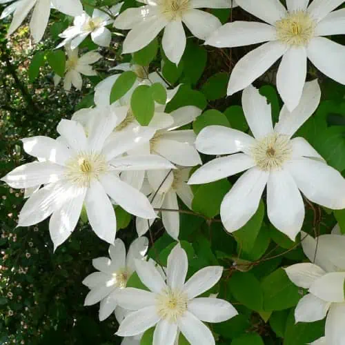 Clematis 'Henryi' flowers