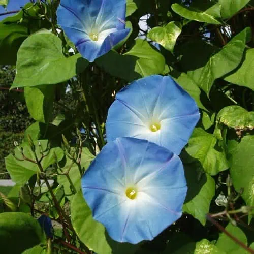Morning glory blue flowers