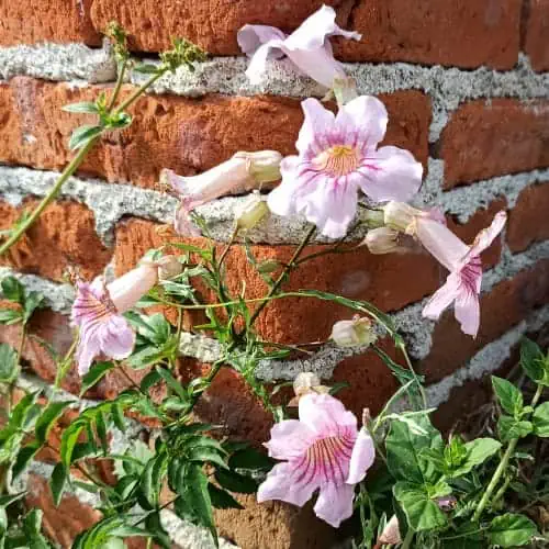 Pink trumpet vine flowers