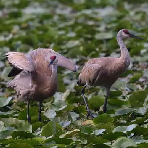 Sandhill cranes