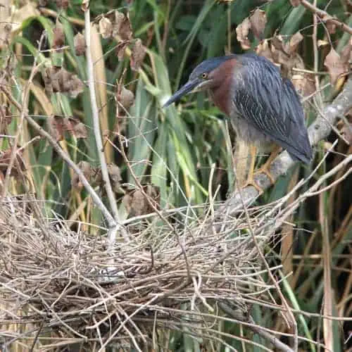 Green heron nest