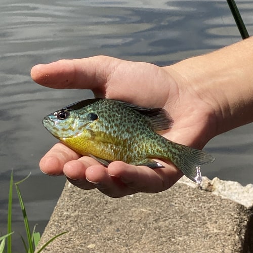 Pumpkinseed sunfish in hand