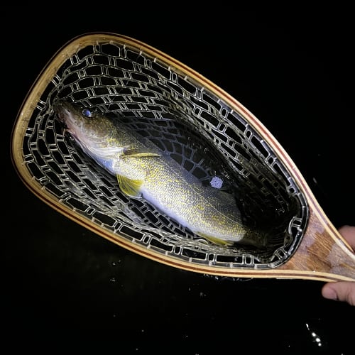 Walleye in net