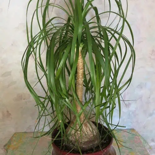 Potted ponytail palm