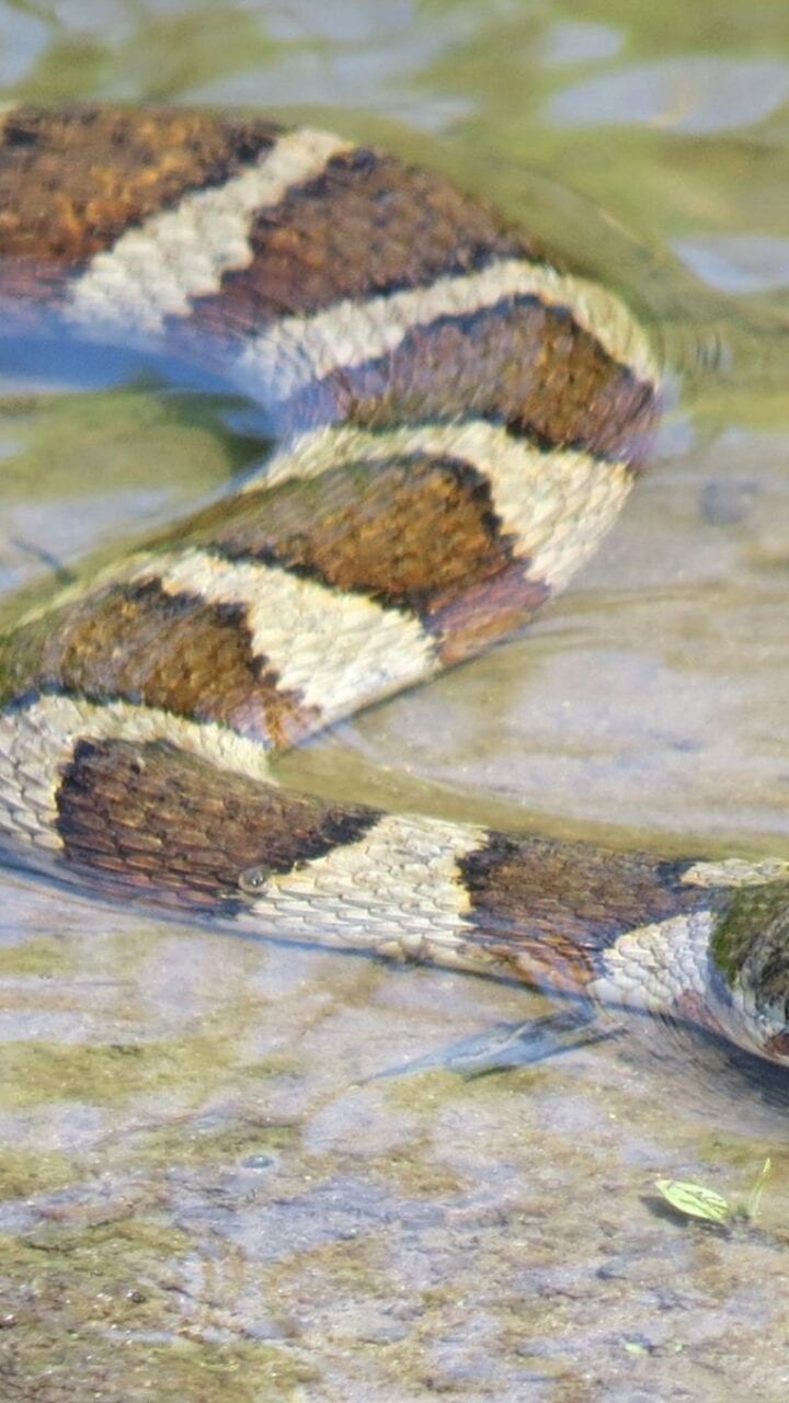 I Tested Rubber Snakes in My Garden - Here's How They Keep Pests Away